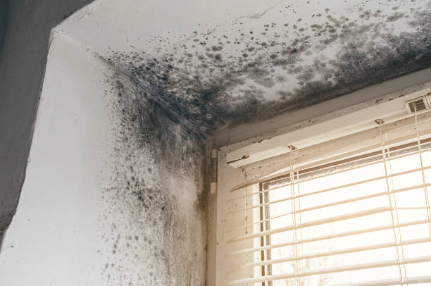 Trusted Crawl Space Mold Removal service in Hopewell, NJ - Cheap Mold Removal
