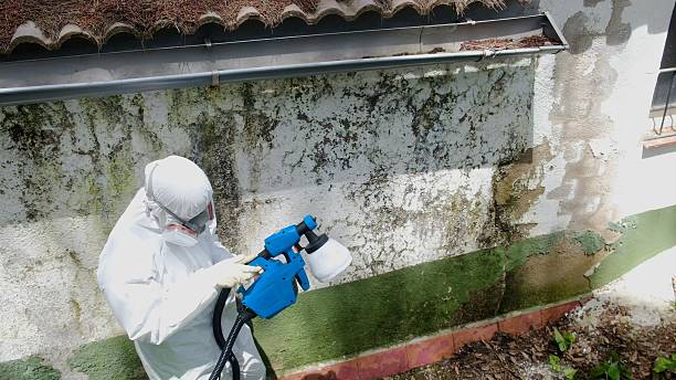 Trusted Basement Mold Remediation service in Hopewell, NJ - Cheap Mold Removal
